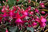 FUCHSIA FUCHSITA ROSE BLUE