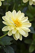 DAHLIA MICRONETTA YELLOW