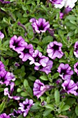 PETUNIA MINI ME LILAC VEIN