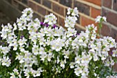 NEMESIA WISLEY VANILLA