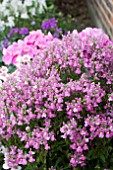 NEMESIA ICE PINK