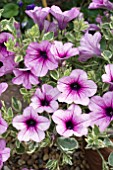 PETUNIA ICE PINK