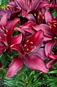 LILIUM RED JOY