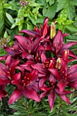 LILIUM RED JOY