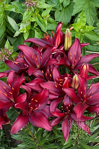 LILIUM_RED_JOY