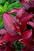 LILIUM RED JOY