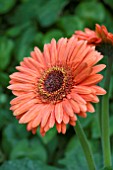 GERBERA YOSEMITE (LANDSCAPE SERIES)