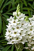 ORNITHOGALUM SNOWFLAKE