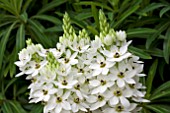 ORNITHOGALUM SNOWFLAKE