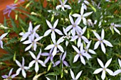 ISOTOMA STARSHINE BLUE (LAURENTIA)