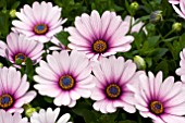 OSTEOSPERMUM CAPE PURPLE ILLUMINATION