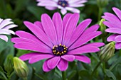 OSTEOSPERMUM CAPE ANTIQUE BLUE