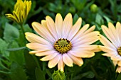 OSTEOSPERMUM CAPE KADUNA