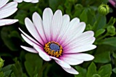 OSTEOSPERMUM CAPE PURPLE ILLUMINATION