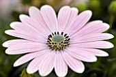 OSTEOSPERMUM CAPE SOFTLY PINK