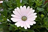 OSTEOSPERMUM CAPE SOFTLY PINK