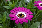 OSTEOSPERMUM DODOMA PURPLE