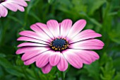 OSTEOSPERMUM ZANZIBAR ROSE BICOLOUR