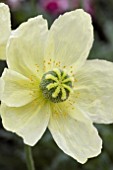 PAPAVER PACINO