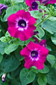 PETUNIA BLUEBERRY CRUSH