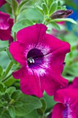 PETUNIA BLUEBERRY CRUSH