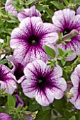 PETUNIA MONTEVIDEO