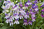 PENSTEMON PINACOLADA BLUE SHADES