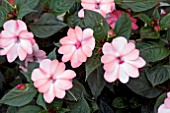 IMPATIENS SUNPATIENS COMPACT BLUSH PINK