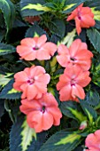 IMPATIENS SUNPATIENS SPREADING VARIEGATED SALMON