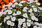 IMPATIENS SUNPATIENS SPREADING VARIEGATED WHITE