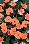 IMPATIENS SUNPATIENS CORAL