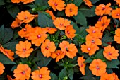 IMPATIENS SUNPATIENS ORANGE