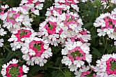 VERBENA PINK TWISTER