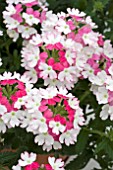 VERBENA PINK TWISTER