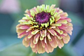 ZINNIA QUEEN RED LIME