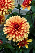 DAHLIA SPANISH CONQUEST