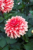 DAHLIA VALERIE MACDONALD