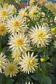 DAHLIA AVOCA KIOWA  (CACTUS)