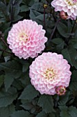 DAHLIA MELODY HARMONY