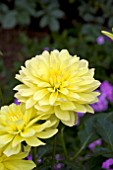 DAHLIA MELODY LATIN