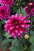 DAHLIA RUBY MURRAY