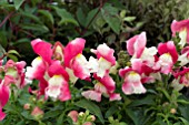 ANTIRRHINUM FLORAL SHOWERS CORAL BICOLOUR