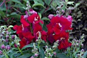 ANTIRRHINUM FLORAL SHOWERS CRIMSON