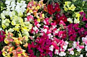 ANTIRRHINUM FLORAL SHOWERS MIXED