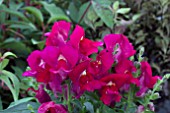 ANTIRRHINUM FLORAL SHOWERS PURPLE