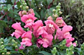 ANTIRRHINUM FLORAL SHOWERS ROSE PINK