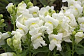 ANTIRRHINUM FLORAL SHOWERS WHITE