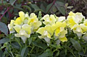 ANTIRRHINUM FLORAL SHOWERS YELLOW