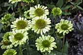 ECHINACEA GREEN JEWEL