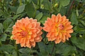 DAHLIA GWYNETH (DECORATIVE)